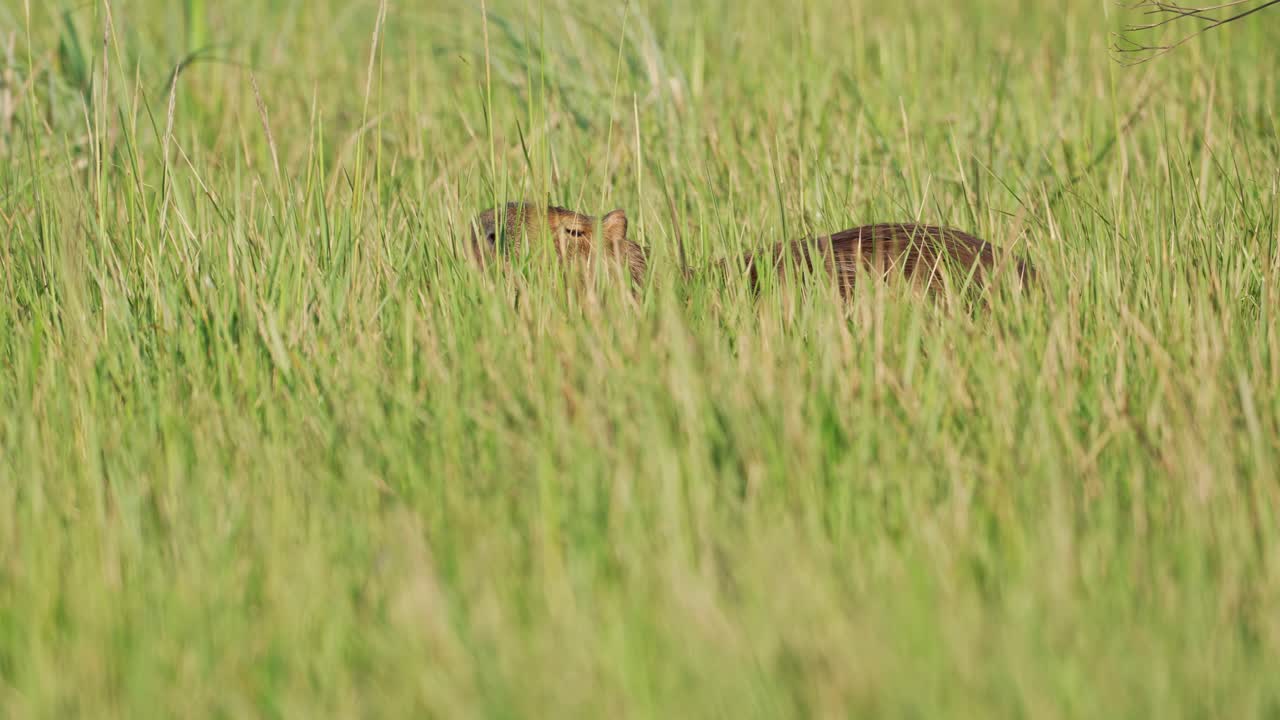 Large Rodent Greater Capybara (Hydrochoerus hydrochaeris) On Sunny Fields. Close-up Shot