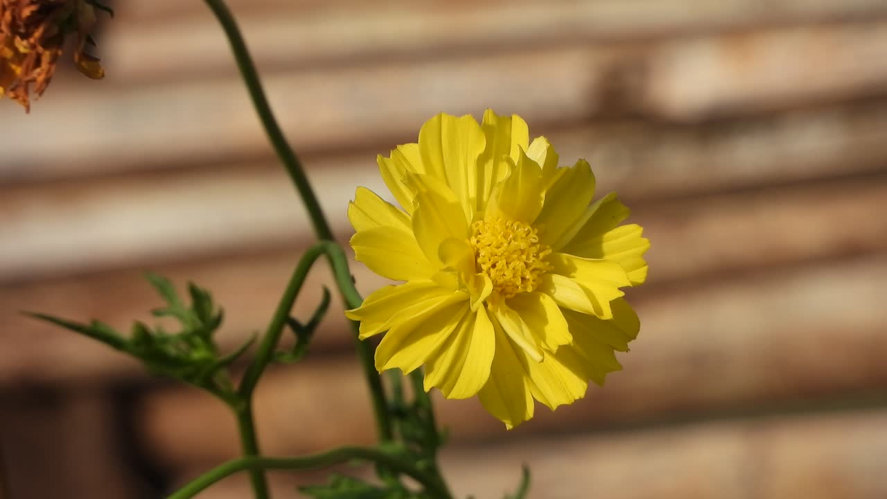 flor amarilla - en tierra