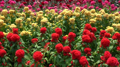 Ein-Schwenkblick-Auf-Ein-Feld-Mit-Bunten-Blumen-Am-Tag