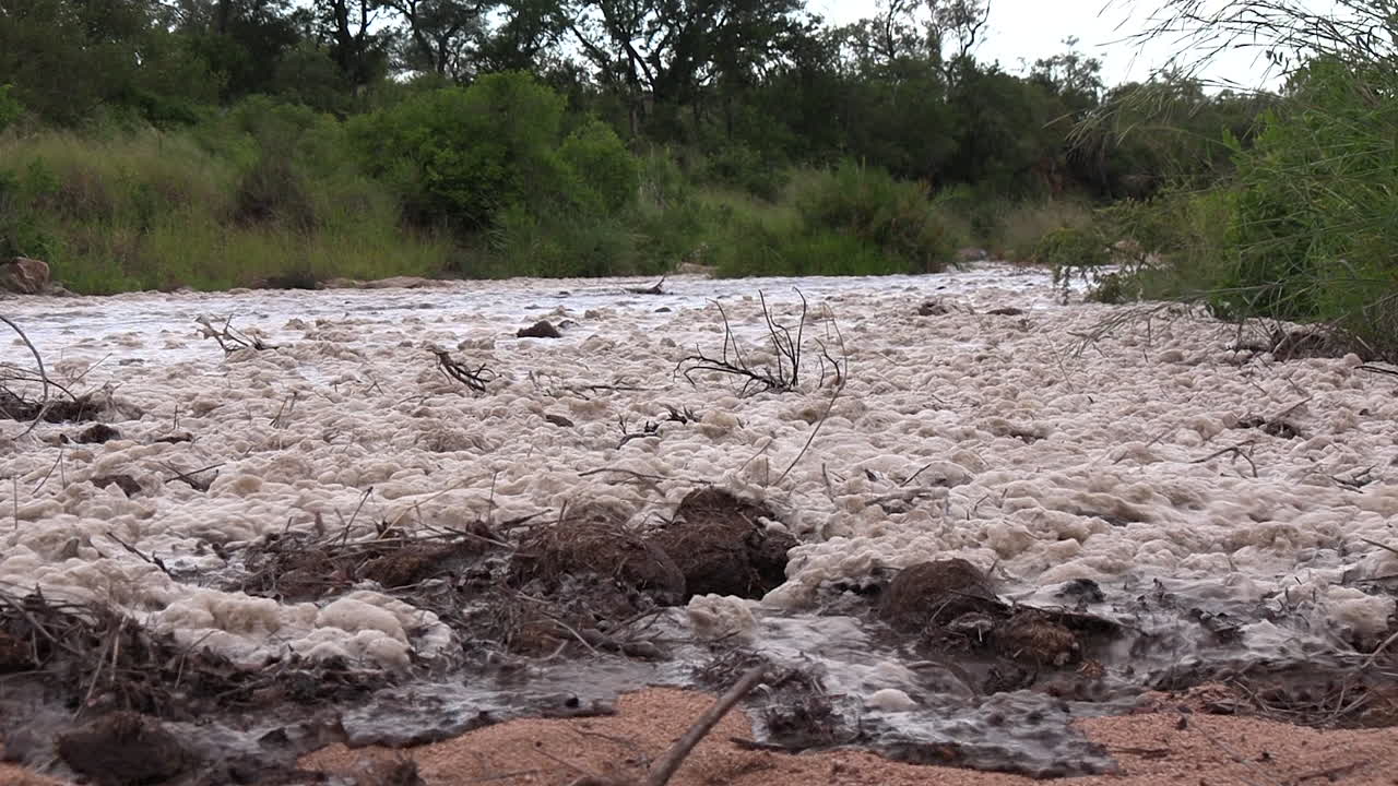 After heavy rains a flash flood occurs in a dry river of Kruger National Park, pushing elephant dung and other debris in its way as the approaching foamy water pushes forward forcefully
