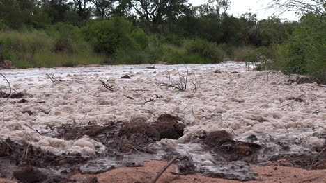 Después-De-Fuertes-Lluvias,-Se-Produce-Una-Inundación-Repentina-En-Un-Río-Seco-Del-Parque-Nacional-Kruger,-Empujando-Estiércol-De-Elefante-Y-Otros-Desechos-En-Su-Camino-Mientras-El-Agua-Espumosa-Que-Se-Acerca-Empuja-Hacia-Adelante-Con-Fuerza.