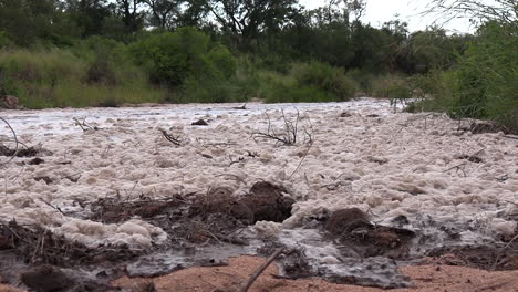 después de fuertes lluvias, se produce una inundación repentina en un río seco del parque nacional kruger, empujando el estiércol de elefante y otros escombros en su camino a medida que el agua espumosa que se acerca se empuja hacia adelante con fuerza.