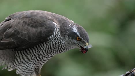 northern goshawk rips piece of meat from dead prey and swallows it