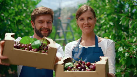 two farmers showing cherry harvest in crate box at local market fruit orchard.