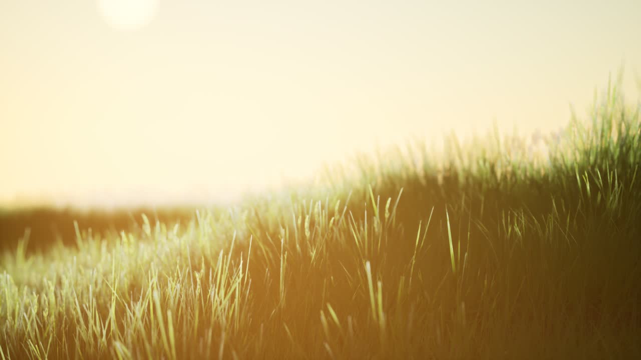 푸른 하늘과 함께 해가 뜨는 초록색  ⁇