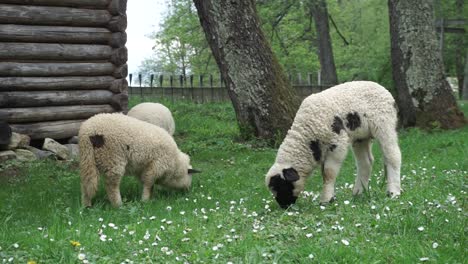 ovejas jóvenes libres que se alimentan de pasto orgánico en