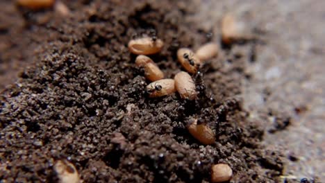 ants and their nest eggs closely observed within soil - close-up, slow motion