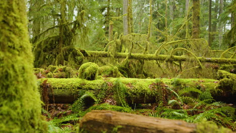 el bosque verde y exuberante mágico se revela desde detrás del tronco del árbol cubierto de musgo