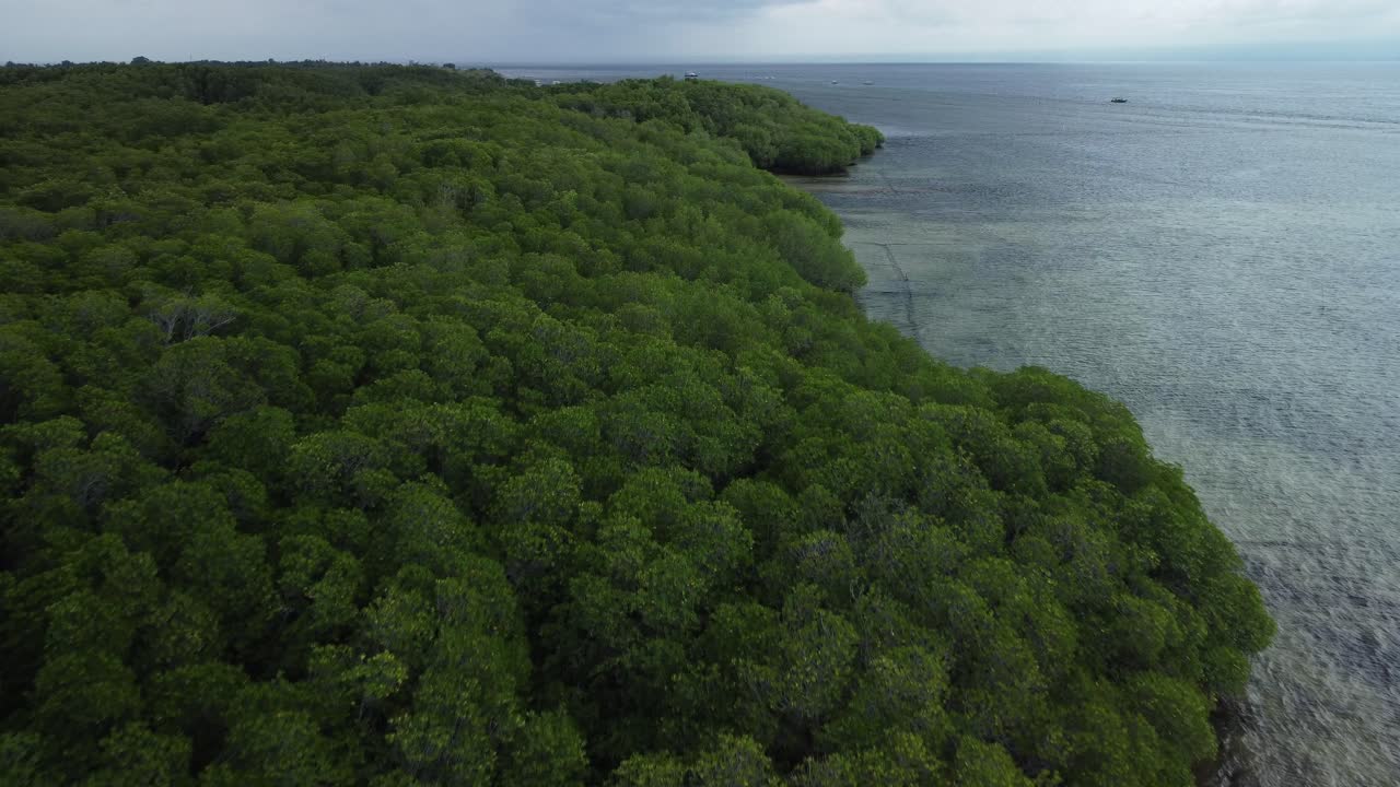 발리 해안 에 있는 망그로브 숲 을 날아다니며