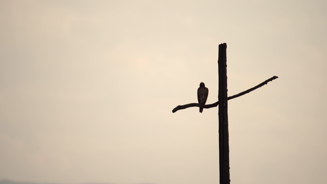 산을 배경으로 십자가 모양의 전신주에 앉아 있는 매