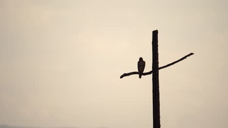 Falke,-Der-Auf-Einem-Kreuzförmigen-Strommast-Vor-Einem-Hintergrund-Von-Bergen-Hockt