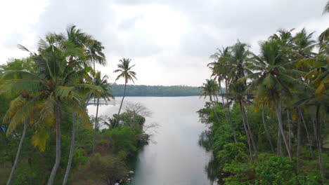 morning lakeshores with coconut trees