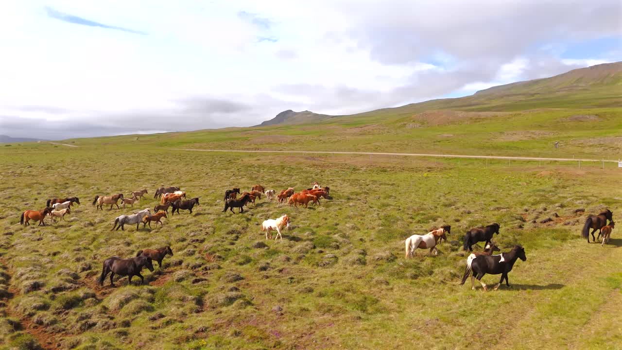 Majestic Icelandic horses roam free across breathtaking landscapes, captured by a drone in sweeping cinematic shots.
