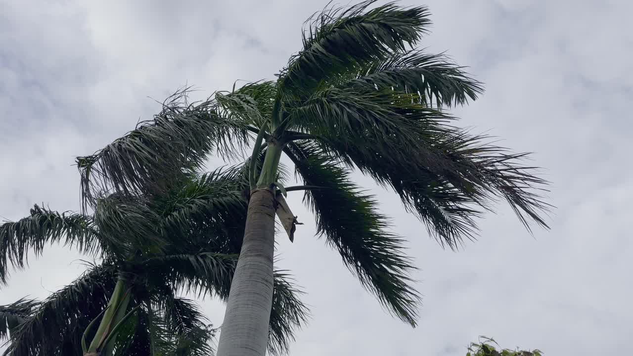 Static low-angle shot of a tall palm tree with long green fronds swaying in the wind against a cloudy sky, capturing the tropical atmosphere and natural movement of the leaves