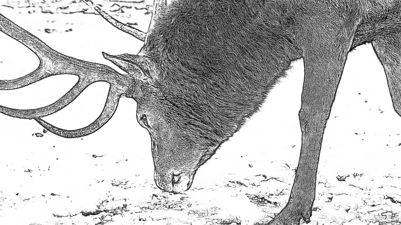 Cervo che mangia a terra, doodle art in bianco e nero