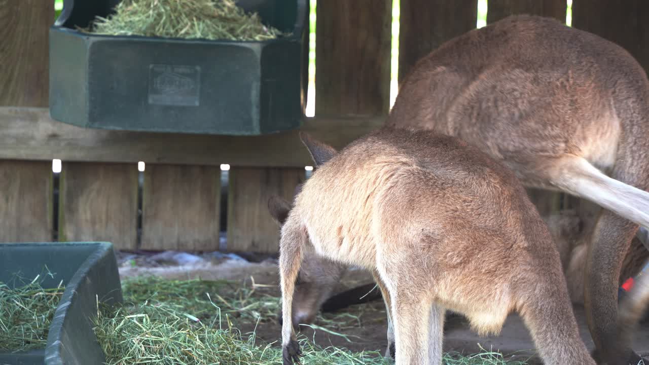 호주 토착 동물 종, 마른 풀 건초를 씹는 캥거루, 야생 동물 보호 구역에서 잔치에 참여하는 또 다른 동물, 클로즈업 샷