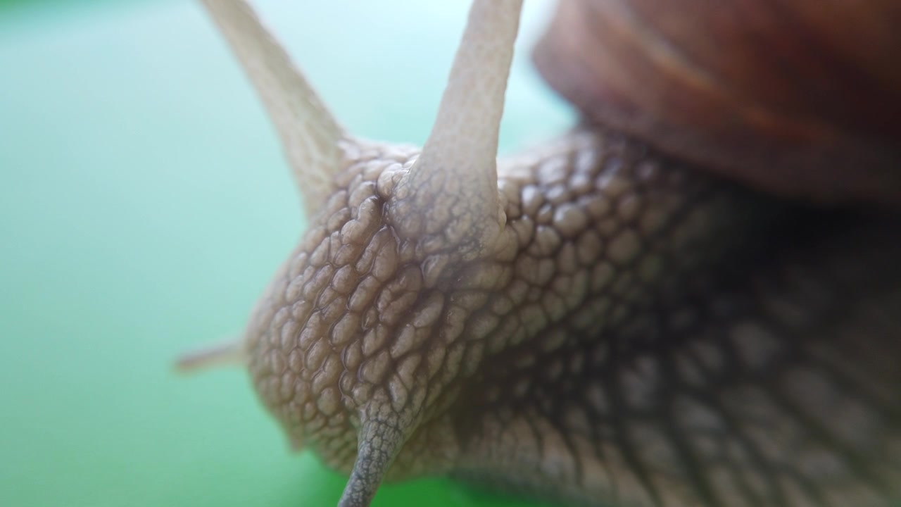 Scatto di una chiocciola da giardino. Scatto macro.