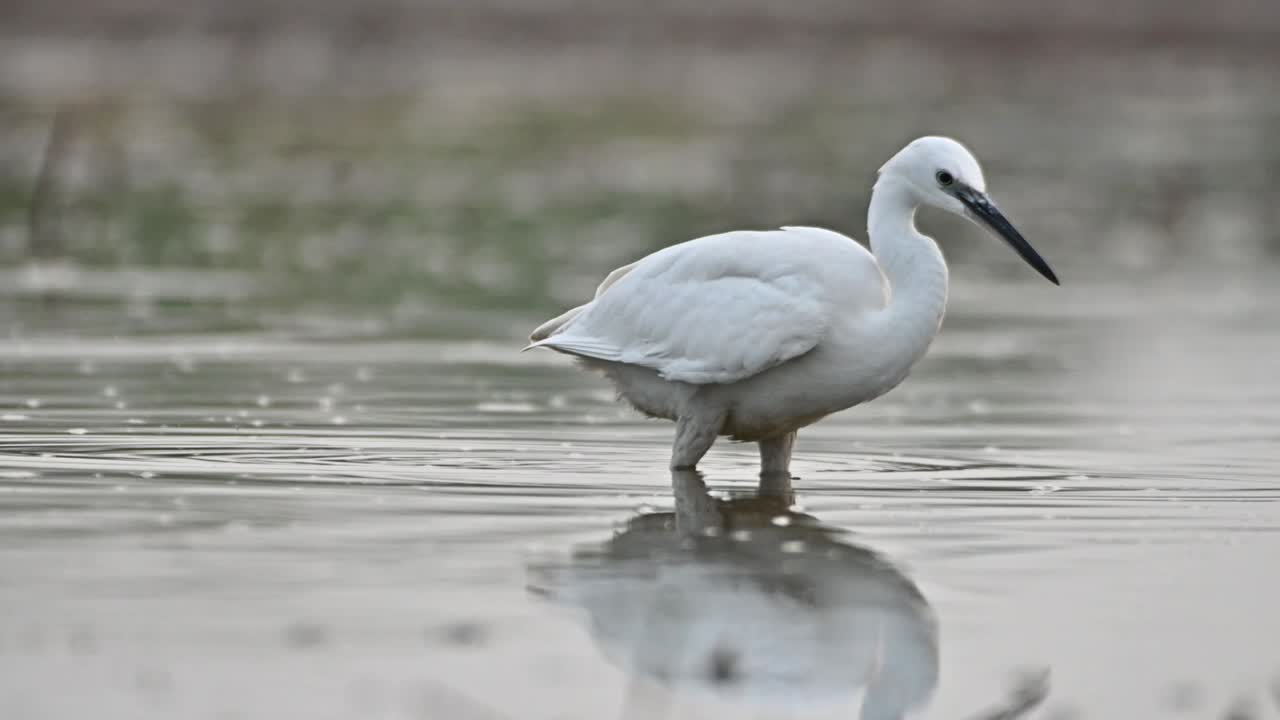 маленькая эгрет утром