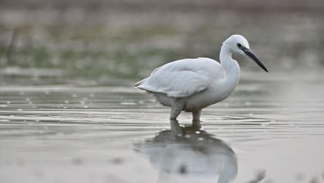 The-Little-egret-in-morning