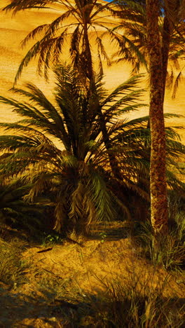 palm trees in the desert