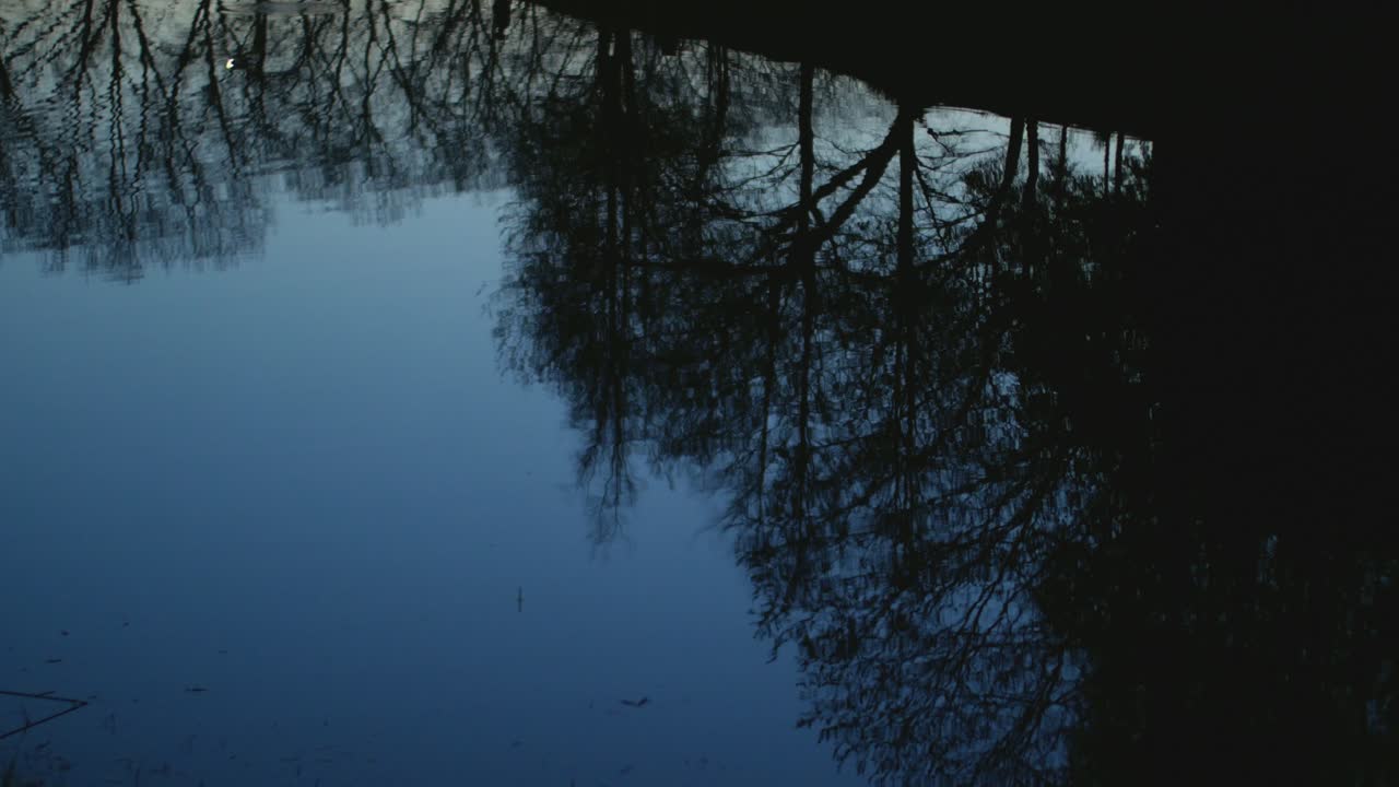 Trees Reflections In The Water In The Evening