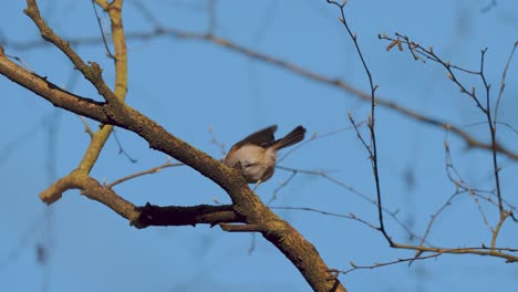 marsh tit bird perched on a leafless branch and flying away, netherlands