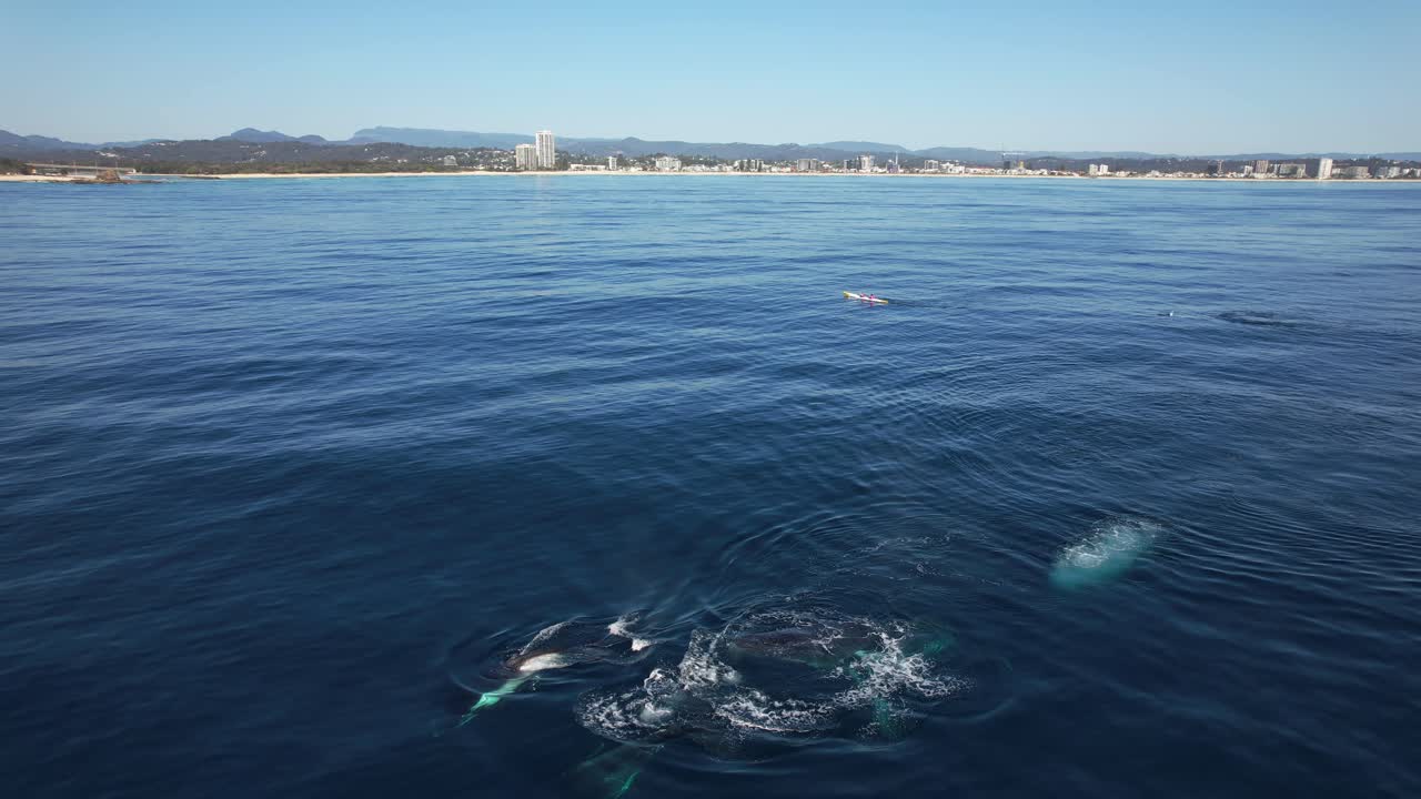 Humpback Whales and Kayakers in the Ocean near a City Coastline