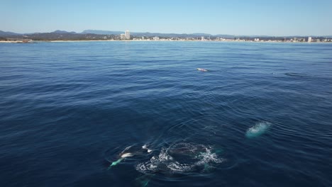 humpback whales and kayakers in the ocean near a city coastline