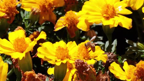 interactuando con las flores de la abeja de caléndula en piamonte, italia