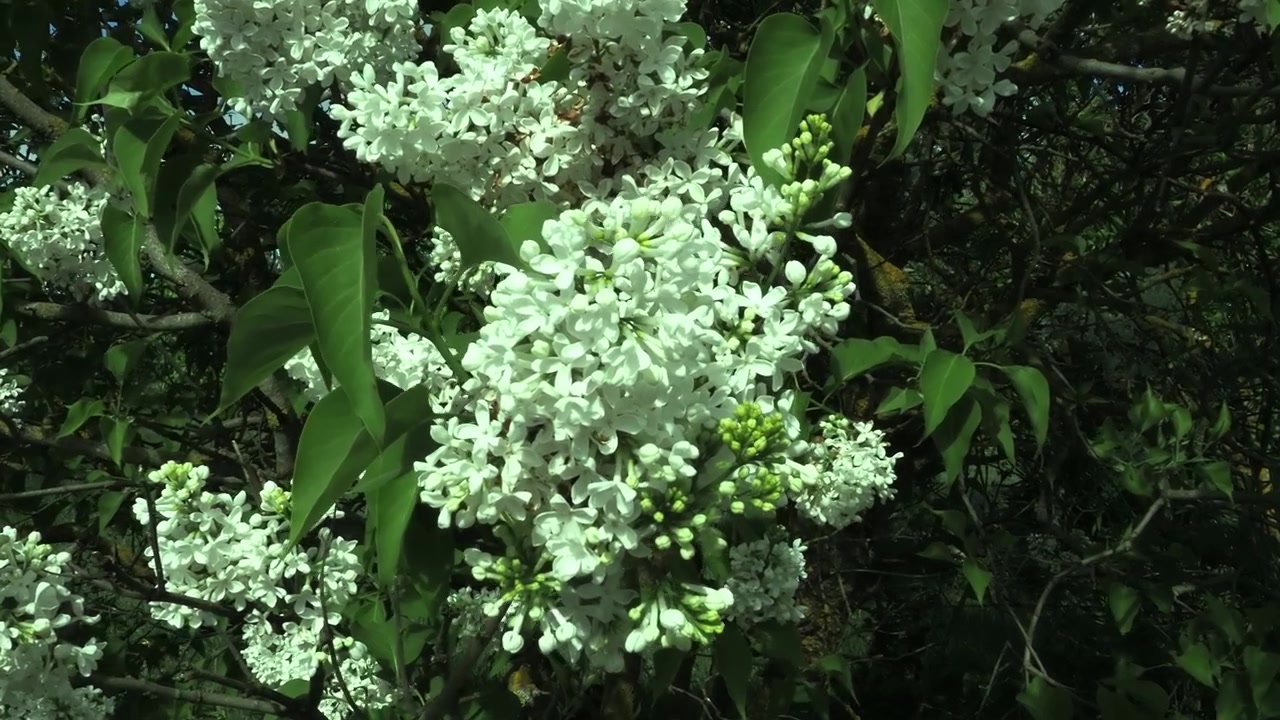 Fiori di lillà bianchi che annunciano l'arrivo primaverile del profumo