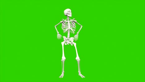 el baile del esqueleto. animación de bucle sin costuras en pantalla verde.