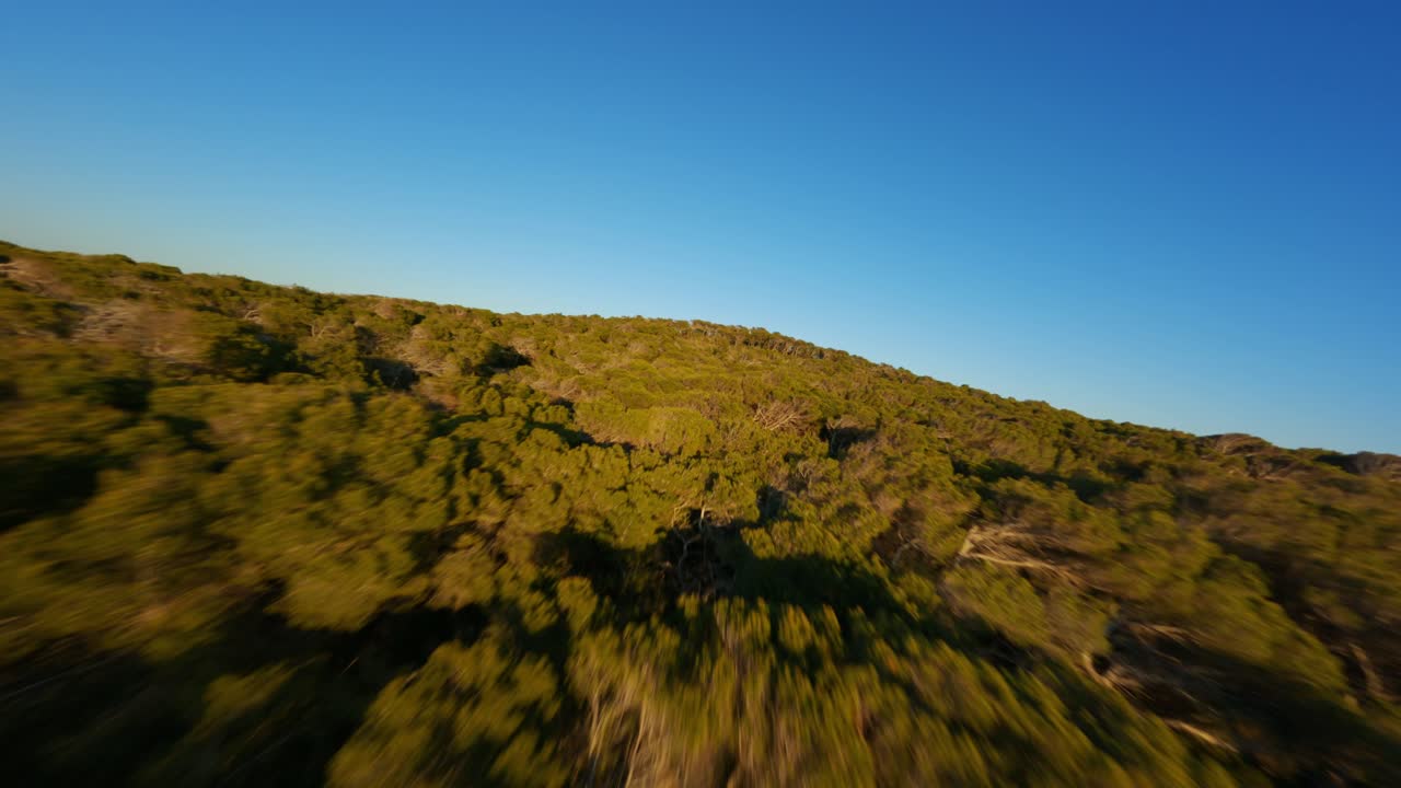 drone fpv subiendo una colina durante la hora dorada del atardecer volando cerca de las copas de los árboles con un cielo azul claro y un hermoso bosque