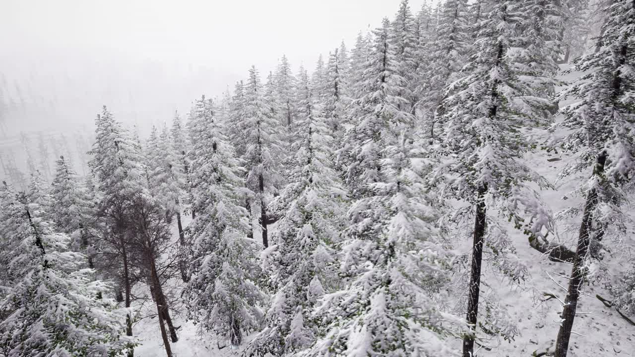 Aerial Snow Covered Trees Landscape