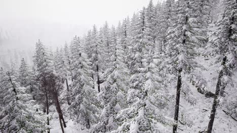 Aéreo-árboles-Nevados-Paisaje