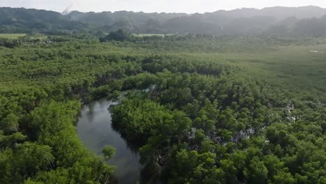 fly over dense mangrove forest and river in los haitises national park, dominican republic