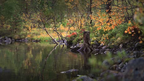 a tranquil meditative scene in the forest