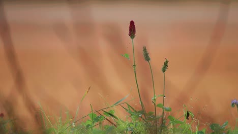 un delicado trébol rosa anidado entre la exuberante hierba verde de un prado de verano