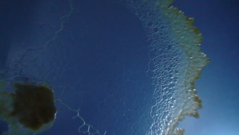 physarum slime mould grows in a wave exploring for nutrients