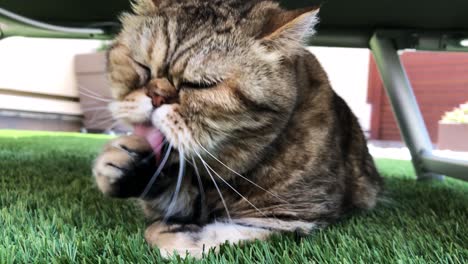 close up shot of a shorthair exotic cat cleaning itself with its paw in a garden