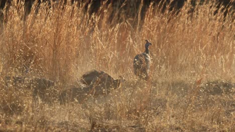 helmeted guineafowl forages in dusty dry grass landscape, golden hour backlight