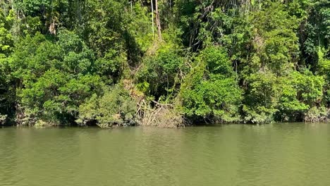 gliding along the green waters of the amazon like barron river, with its dense jungle shrouded banks with their tangles of creepers and rich green and lush rain forest in tropical north queensland