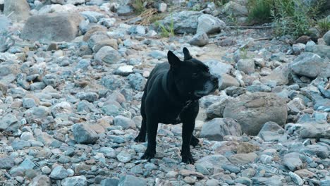 black staffordshire bull terrier standing on rocks
