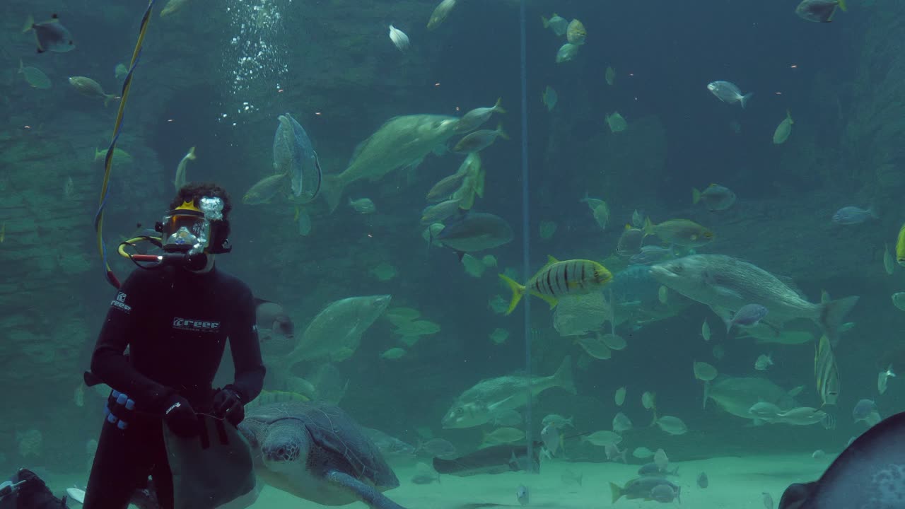 Big Green sea turtle in huge aquarium fish tank wants to be fed from divers