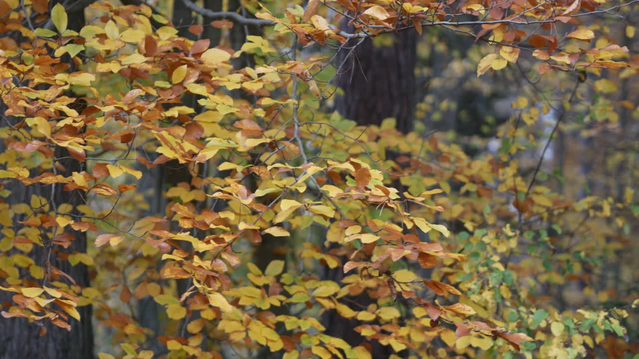 부드러운 빛, 은 으로 숲에서 다채로운 가을 날