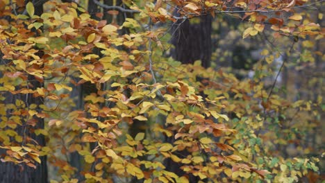 colorido día de otoño en el bosque con luz suave, tiro apretado