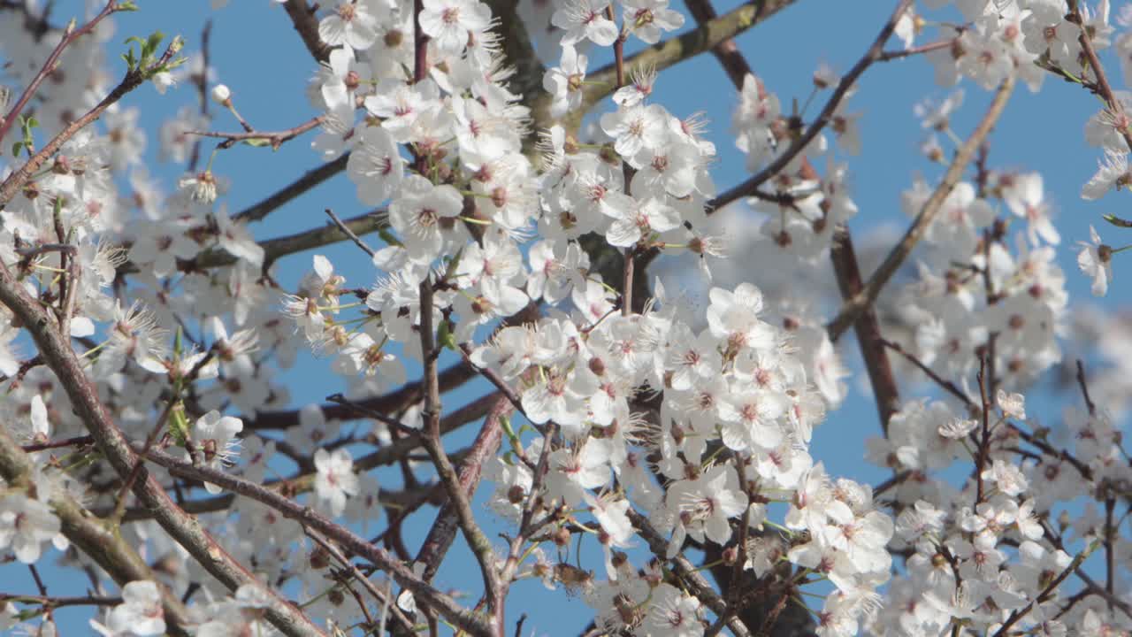 Fioritura bianca degli alberi all'inizio della primavera. Regno Unito.