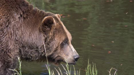 Brown-Bear-Looking-Around-and-Drinking-Water-in-the-River