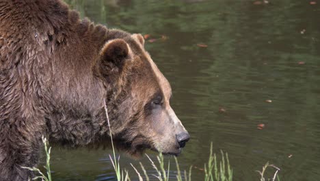 Oso-Pardo-Mirando-A-Su-Alrededor-Y-Bebiendo-Agua-En-El-Río