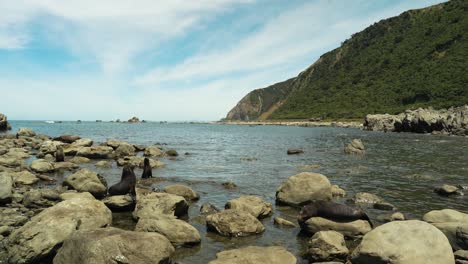 fur seal colony resting on rocks on ocean coast in bay in new zealand