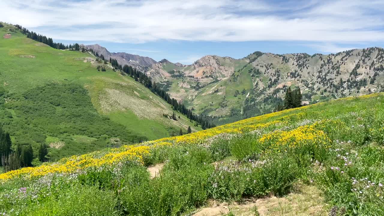 flores silvestres amarillas y blancas se sacuden y bailan en el viento en la cuenca de albion, utah